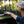 Panoramic Grill Light