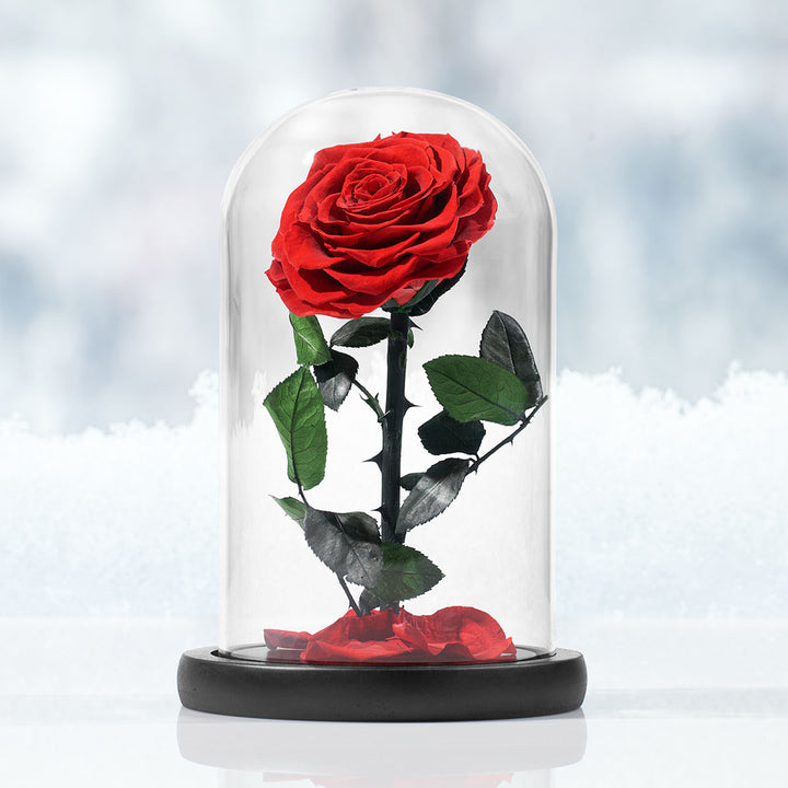 Timeless Rose by Sharper Image