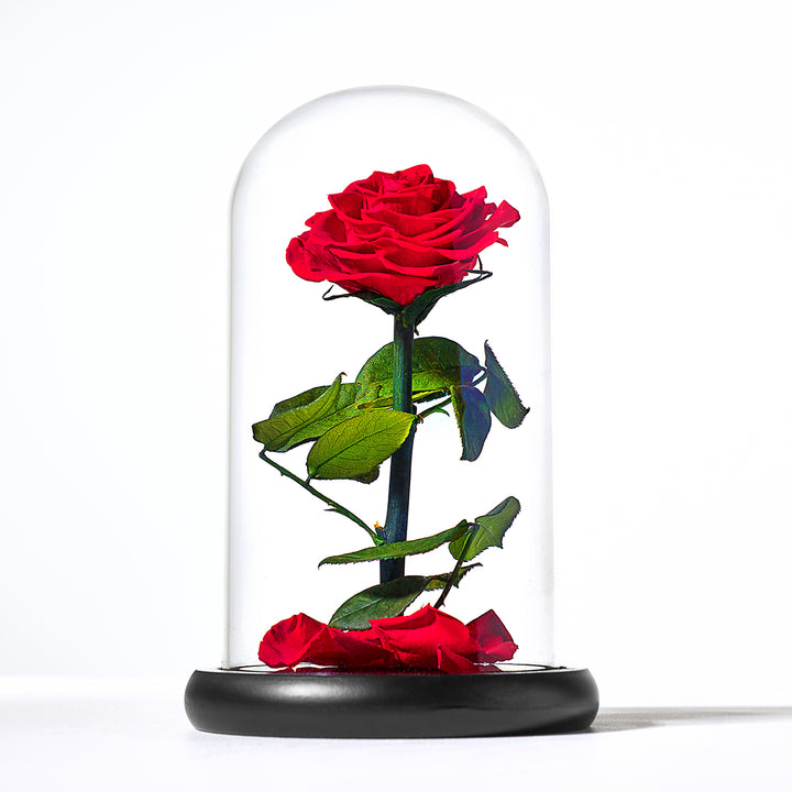 1xSN6pUbhZJlT3R4uq4p5b