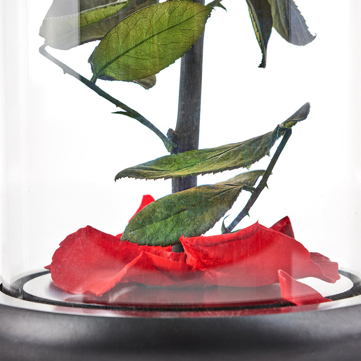 5YlZ6hmtVJG2ycz0GYqEoK