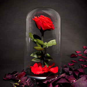 61c9SwtONfnKd1IF8zjeyh