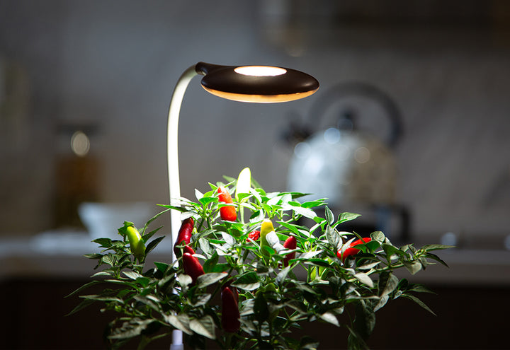 5hY3w9nBUiVrMDro1lNRI4