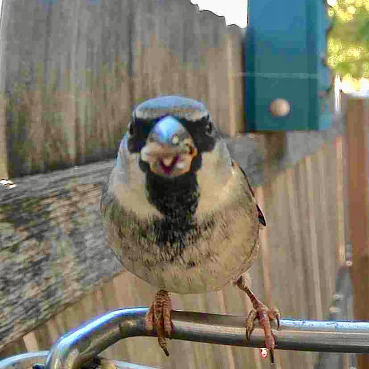 4vJEQpEAgnXXKNHivFOl5y