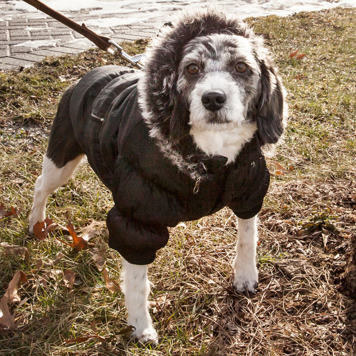 Insulated Dog Coat Parka with Removable Hood