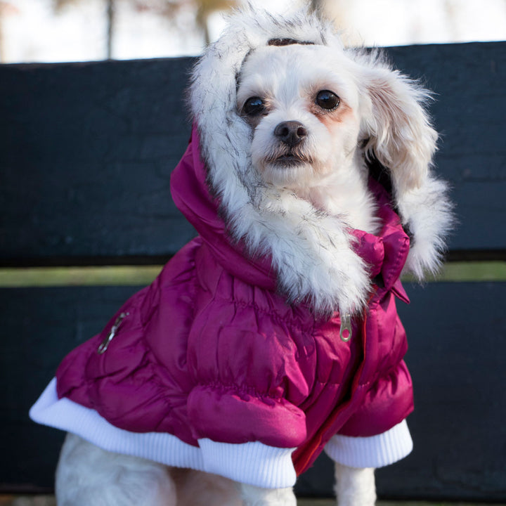 Insulated Dog Coat Parka with Removable Hood