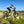 Youth Electric Dirt Bike