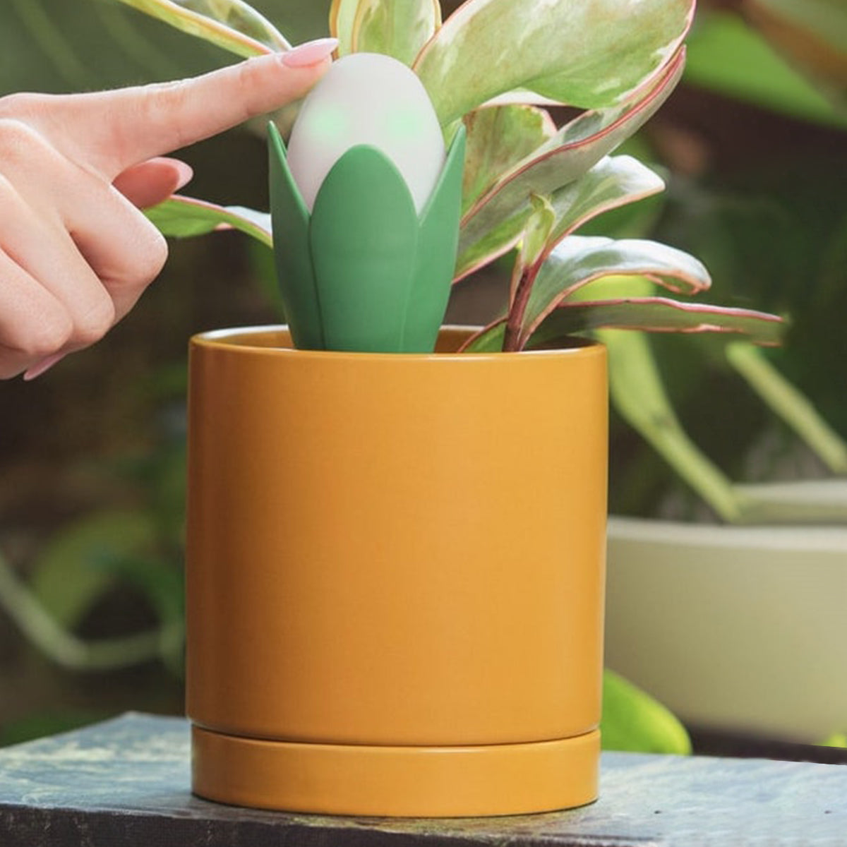 flaura smart plant pot Flora Pod Smart Plant Monitor