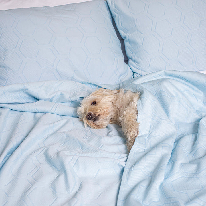 5CLP27sSJuf3JPglxzJP5e