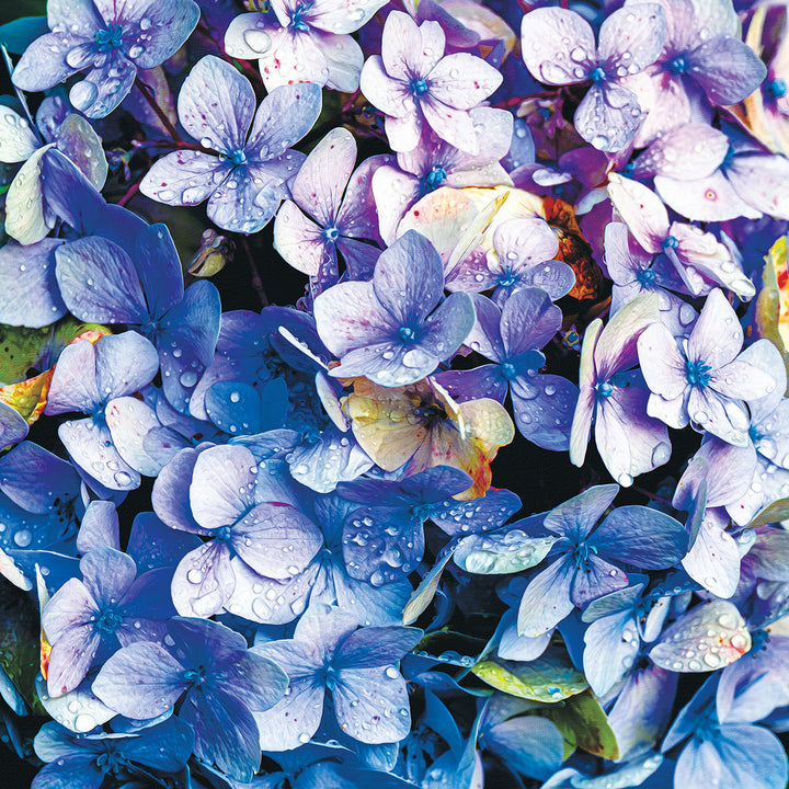 3QM2yrjJLDUgAmMMeVCgrN