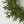 24'' Pine Christmas Wreath