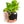 Interactive 6'' Smart Plant Pot with Speaker