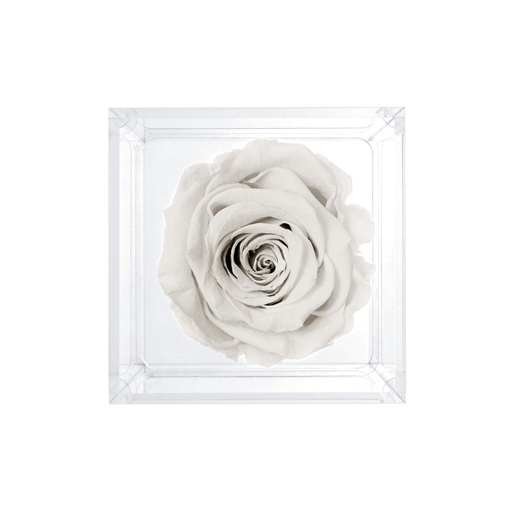Single Stem Preserved Rose
