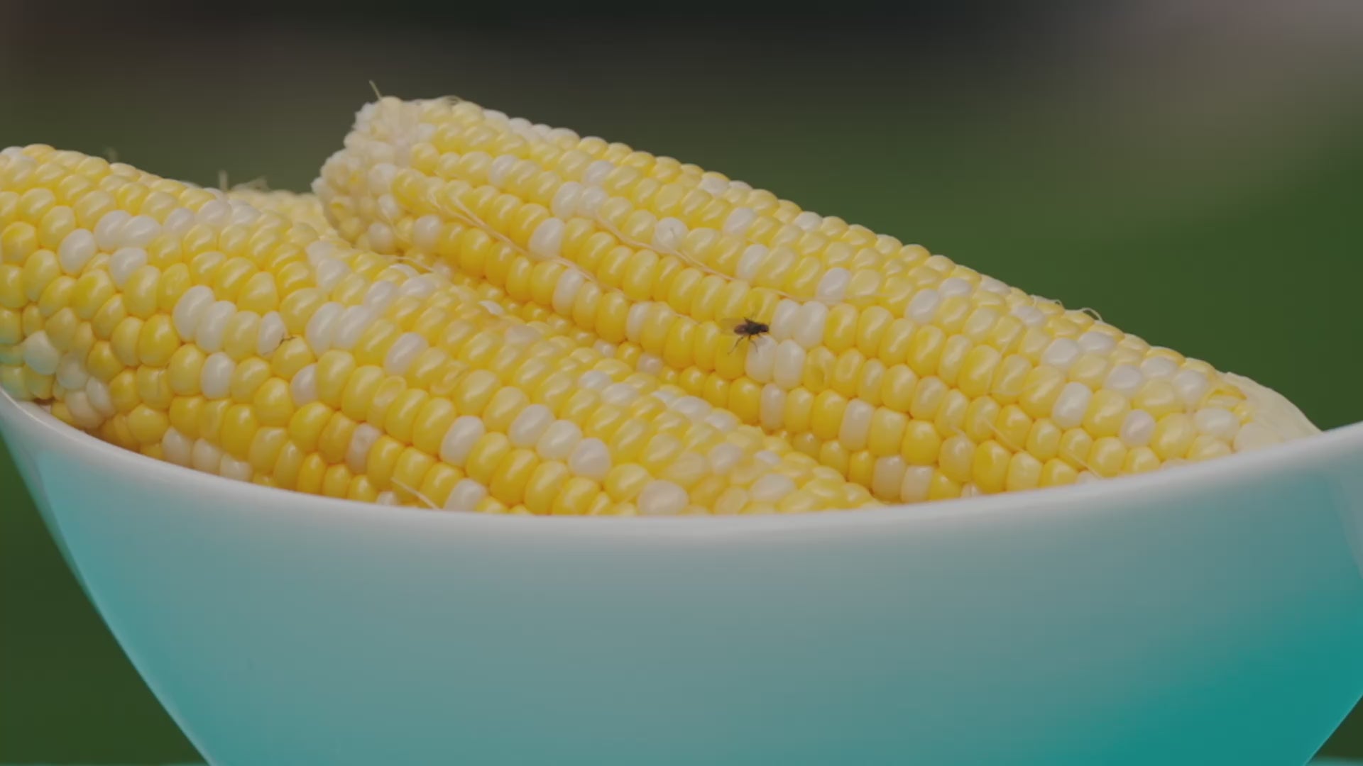 2-in-1 Fly Fan + Zapper (Set of 2)